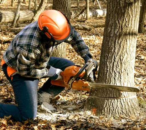 Tree Removal in Springbrook, WI